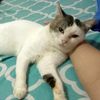 mochipinang