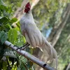 bogiafarm