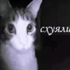 wexwi17