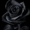 gulli_rash310