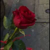 ginevra_petrella
