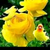 mst..nasima.aktha