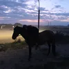eq_viktoria