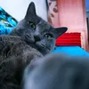 billy.and.laka.tiktok