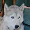 chipie6965