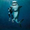 cool.guy.shark