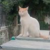 kiin636