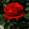 nana.hamed73