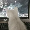 krokiet_xyz