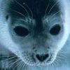 kai.otter.vr
