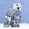 mohammad.14127