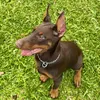 rayka.the.doberman.br