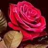 linda.flores1970
