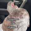 cinnamon._heidi4life