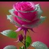 user7041994308238