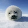 saltsundaysealpup