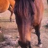 bubblesthehorse1