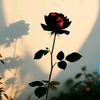 jannat.zahra942