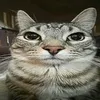 mistani