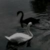 abdelraman3987