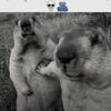 chacha troll