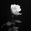 mohammad.rayhan301