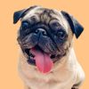 littlecocopug
