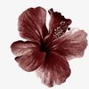 بــيــ🌺ـــان.