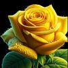 saket.hussain7