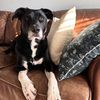 bootstheaussielab