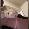 eaue_2