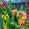 user5419020819618