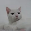 aurorakkkj1