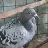 pigeon13210