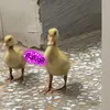 p_p_q8