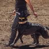 dc_canine_edits