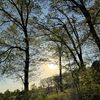 greenaryart
