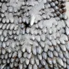 fouadroquetas