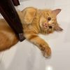 leo.the.cat48