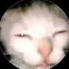 pritongkalyo69