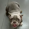 minimin.bully