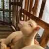 Sabil farm