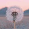 dandelionsky17