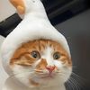 Funny videos.