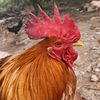 ayam_biasa04