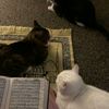 _quran_by_nada_