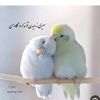 rukhshana.osmani