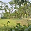 sapon.ahmed53