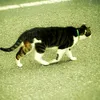 kitatoo711