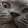 _neyron_1337